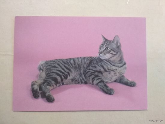 Карманный календарик. Кошки . 1996 год