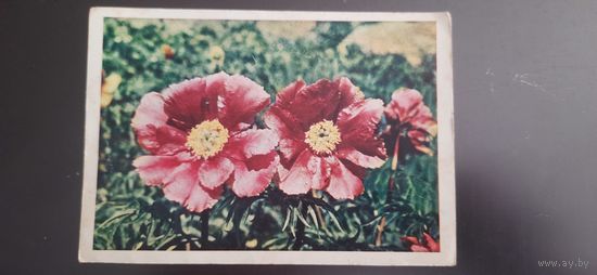 СССР. Георгины. 1965г. подписана