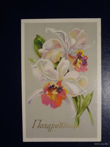 Поздравляем! Ирисы. 1976 г. подписанная.