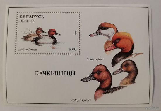 Блок Красноголовый нырок