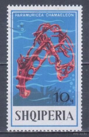 [2455] Албания 1975. Морская фауна.Кораллы и другие10к. Гашеная марка.