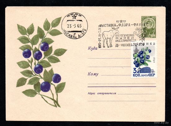 Художественный маркированный конверт СССР со спецгашением N 3292 (31.07.1964) Рисунок ягод черники