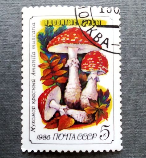 Марка СССР 1986 год Грибы