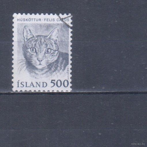 [2426] Исландия 1982. Фауна.Кошка. Гашеная марка.