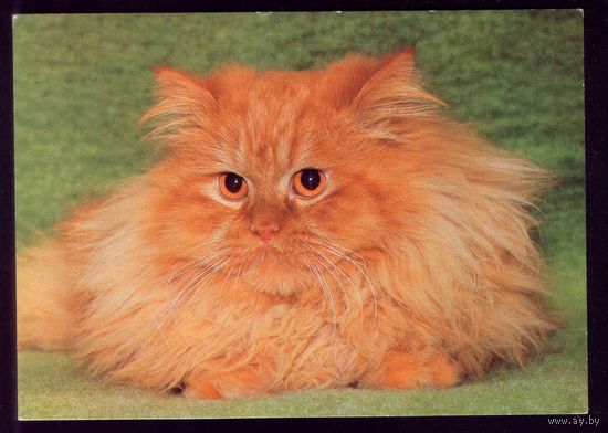 Германия Котик 2