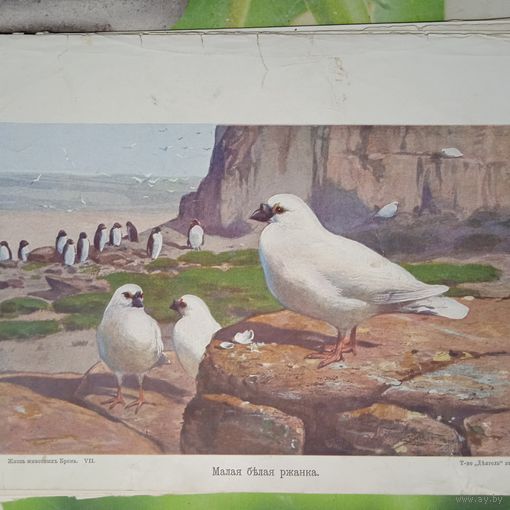 Малая белая ржанка. Литография СПБ. Энциклопедическая гравюра конец 19века 25х17см. РАСПРОДАЖА КОЛЛЕКЦИИ.