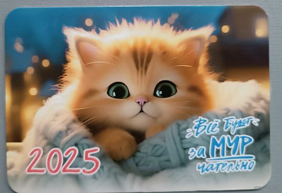 Котик. Календарик, глянец, 2025