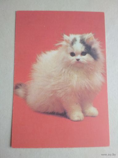 Карманный календарик.Кошки.1995 год