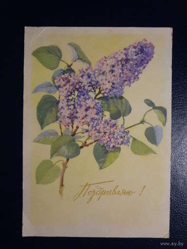 Поздравляю! сирень. 1965 г. подписанная.