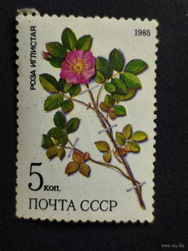 1985 СССР. Охраняемые лекарственные растения Сибири. Роза иглистая