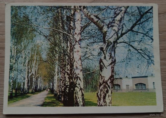 Минск. В ботаническом саду. 1967