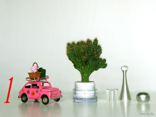 Кактус (скалистый цереус)