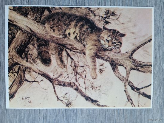 Комаров. Дикий кот