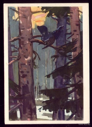1962 год А.Бубнов На глухарином току