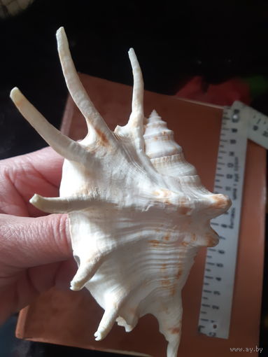 Ракушка раковина океанская