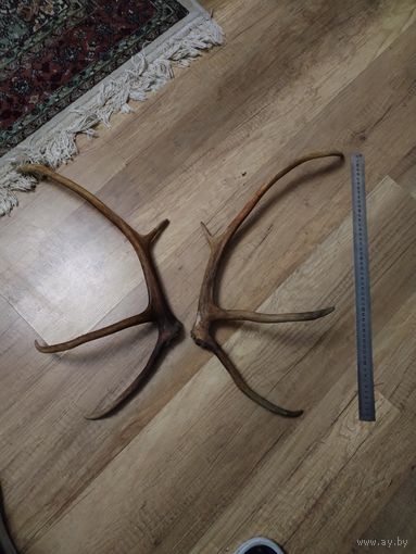 Оленьи рога для пано.