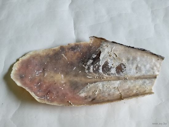 Ракушка моллюска Благородной Пинны.
