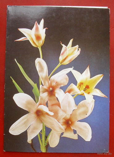 Поздравляем! Чистая. Двойная. 1982 года. Фото Киндровой. 1883.