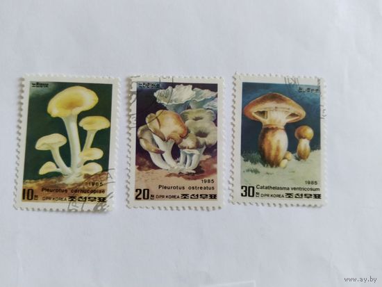 КНДР 1988  3м .грибы