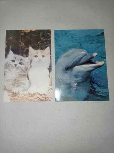 Открытка с котами, котята. Дельфин.