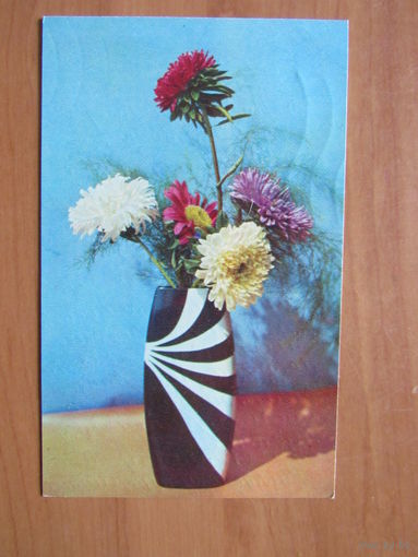 1973 г. Астры, цветы, флора. фото В. Кадышева подписана