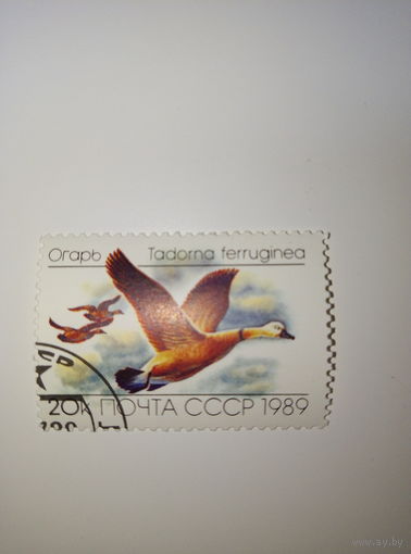 Марки СССР 1989 Утки "Огарь" 20к.