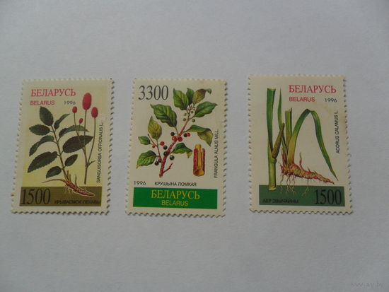 Беларусь, лекарственные растения