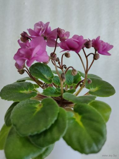 Фиалка мини Little Miss Muffet