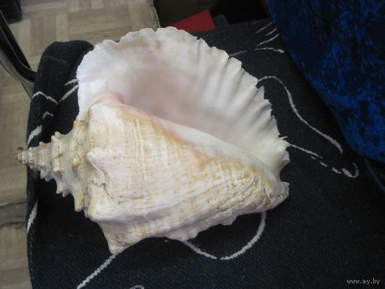 Раковина морская 23х18х12 см.
