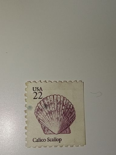 США 1985 Атлантический гребешок калико (Argopecten gibbus).