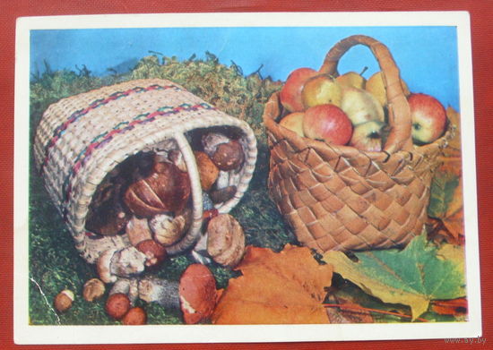Яблоки. Грибы. Чистая. 1980 года. Тужикова. #293.
