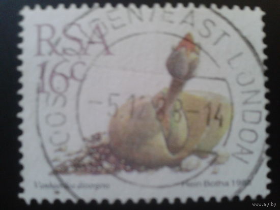 ЮАР 1988 стандарт, камнеломка