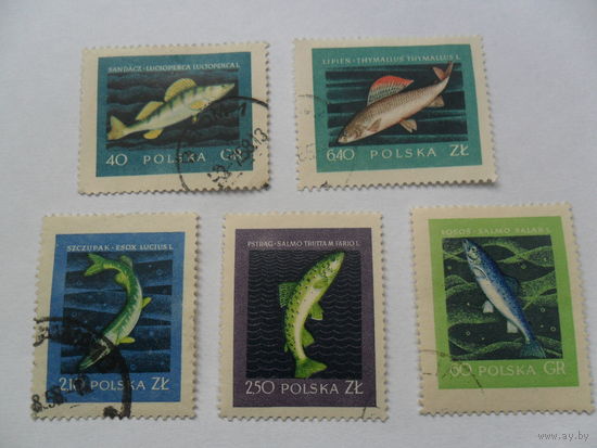 Польша, рыбы