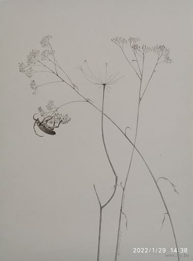 Графика , 30/40