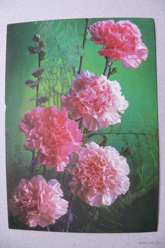 Костенко Г., Гвоздики; 1977, подписана.