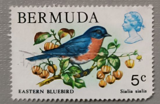 Бермуды. Птица