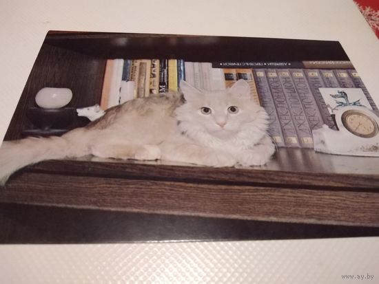 Открытка Кот-книголюб. 1989г.