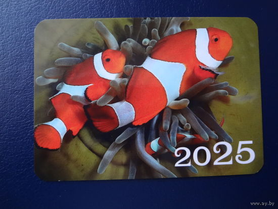 Календарик 2025 г.  Рыбы.