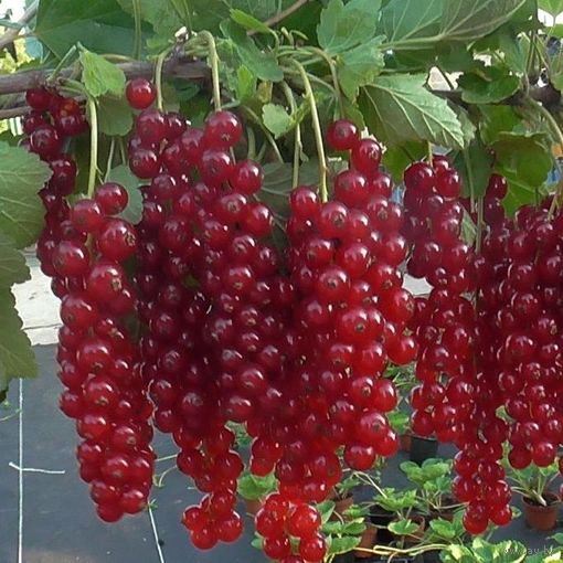 Смородина красная  саженец
