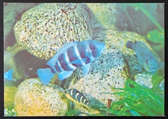 Комплект из 19 открыток без обложки (не хватает 5) Аквариум Московского зоопарка 1985