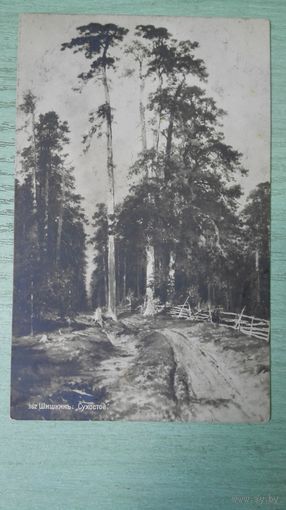 Открытка до 1917. Шишкин. Сухостой