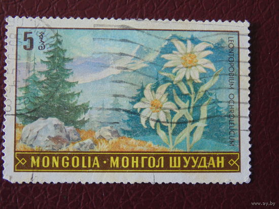 Монголия. Цветы.