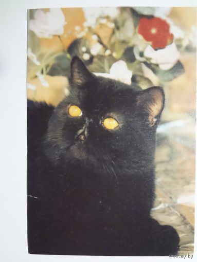 Календарик 2000 г. Кот Филимон.