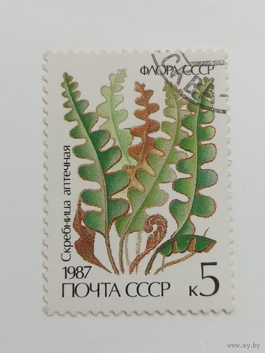 1987 СССР. Папоротники. Скребница аптечная