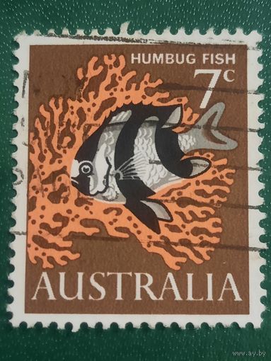 Австралия. Humbug Fish
