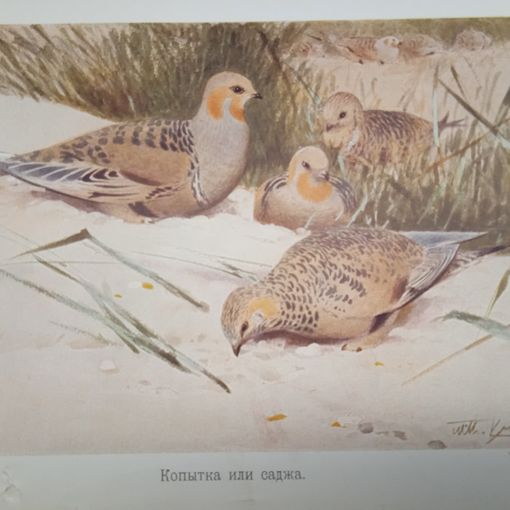 Копытка или саджа. Литография СПБ. Энциклопедическая гравюра конец 19века 25х17см. РАСПРОДАЖА КОЛЛЕКЦИИ.