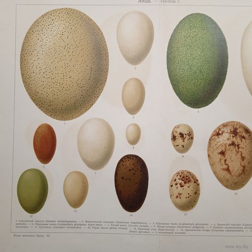 ЯЙЦА.-- таб I ХРОМОЛИТОГРАФИЯ СПБ.Конец 19века. 33+25см.