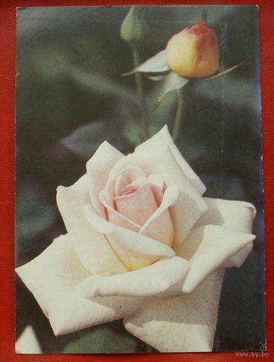 Роза " Офелия ". Чистая. 1983 года. Фото Матанова. *156.