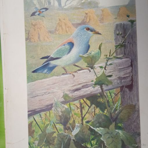 Сизоворонка. Литография СПБ. Энциклопедическая гравюра конец 19века 25х17см. РАСПРОДАЖА КОЛЛЕКЦИИ.