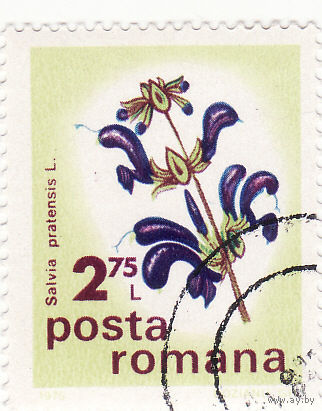 Шалфей луговой 1975 год